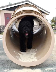 dog walking through tube