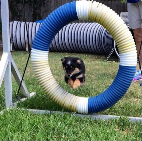 dog jumping through ring