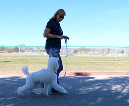 dog trainer walking poodle dog