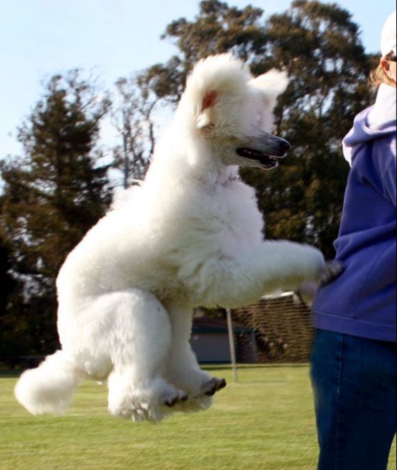 poodle dog jumping