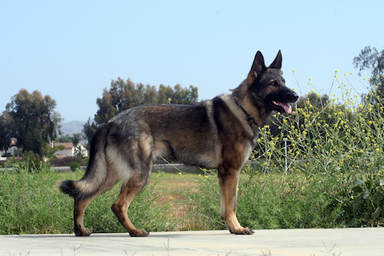 german shepherd dog on sidewalk